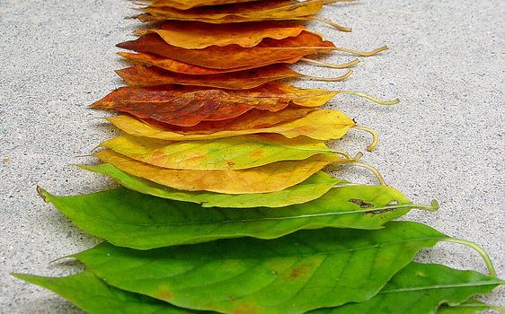 Leaves changing color